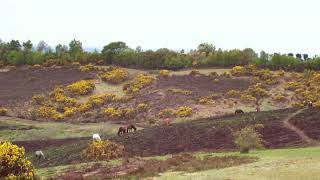 List of Sites of Special Scientific Interest in Hampshire | Wikipedia audio article
