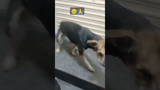 maji getvar vatpahata maji man's.#dog#lover#cute#dog#puppy#funny #videoviral  😘😘🥹🙏