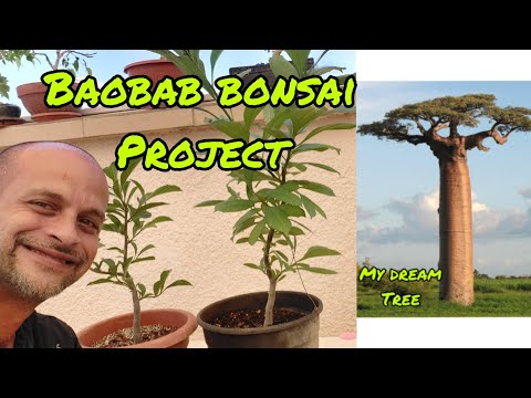 Baobab bonsai and how to do it