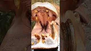 Inside a hippos mouth #interesting #nature #ytshorts