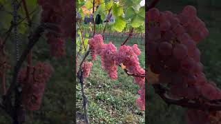 Celebrity Amazing Color #grapevine #agriculture #shortsvideo #trending #viralvideo Profile