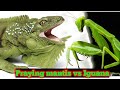 Praying mantis vs Iguana