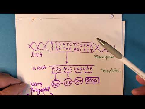Video: Gjatë transkriptimit dhe formohet molekula ARN?