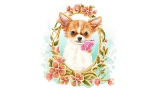 Time Lapse Adobe Illustrator : Cihuahua Vector Water Color Illustration