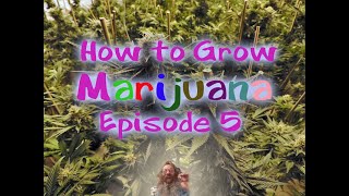 How to Grow Pot! Part 5 Time to Clone! Growing Pot With Steve!