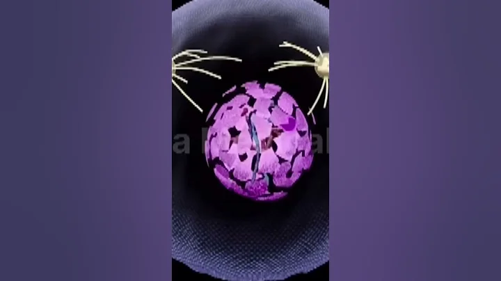 Mitosis | Cell Division | 3d animation | animation video | #animation #mitosis #celldivision