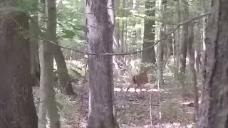 Wild deer