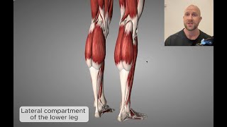 Lower leg anatomy of the lateral compartment | Origins, insertions & actions