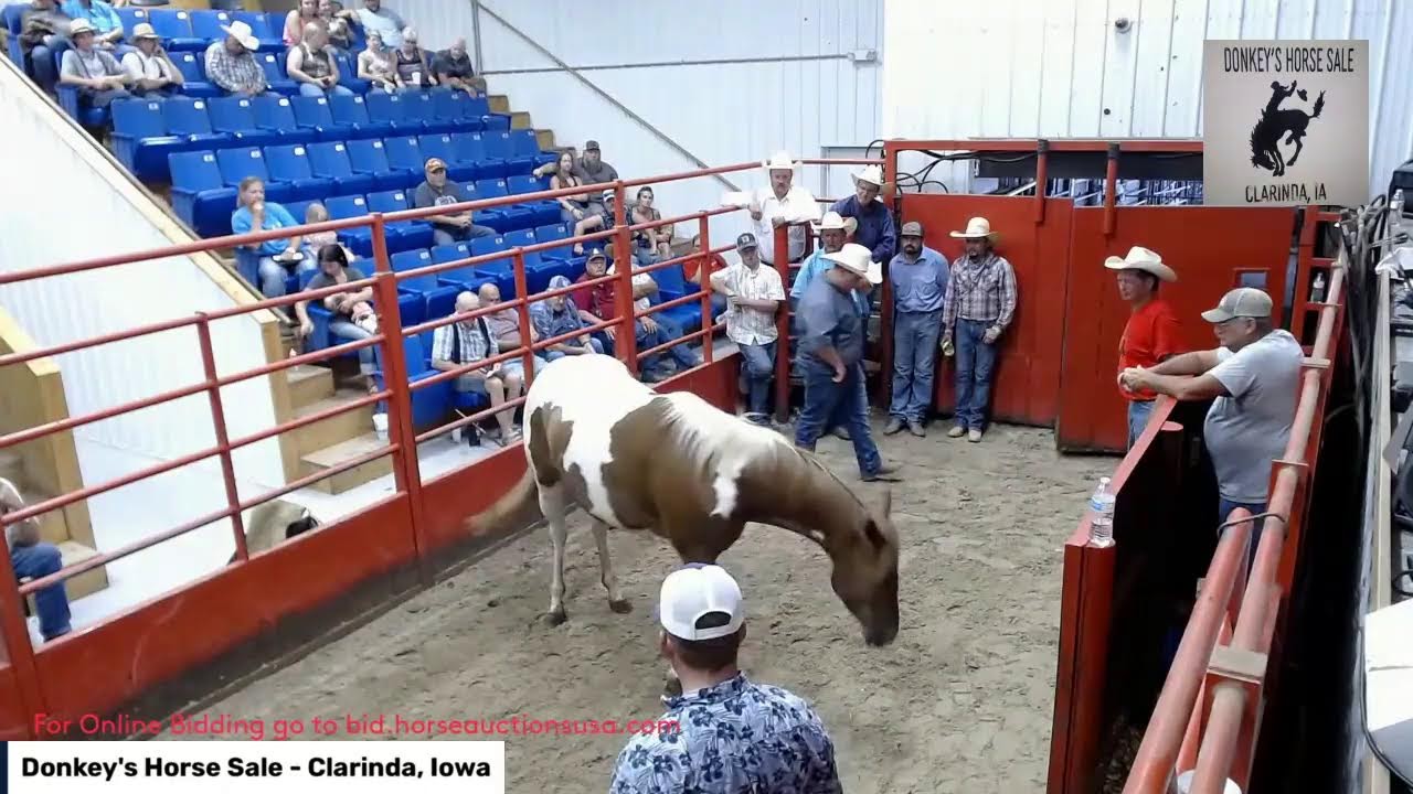 Donkey's Horse Sale Clarinda, Iowa YouTube