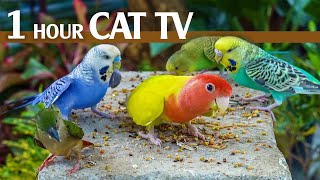 Feathered Friends: 1 Hour Of Epic Bird Watching For Your Feline Companion  Video For Cats