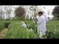 GLOBALink | Youths contribute to hybrid wheat breeding in Xi'an, China