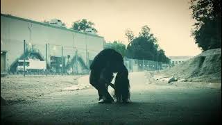 Creature movement: Devyn LaBella