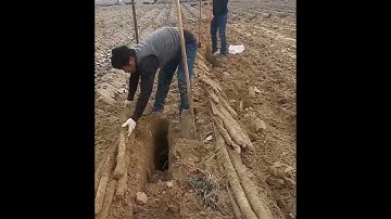 Trông Củ Mài, Củ Hoài Sơn thương phẩm cho giá trị kinh tế cao, vừa làm thức ăn, vừa làm thuốc