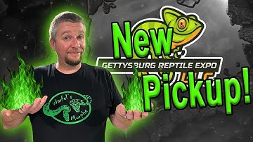 Gettysburg Reptile Expo LLC Pickups!! (Ball Pythons)