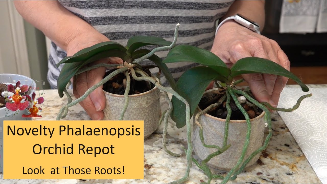 Как пересадить новую орхидею фаленопсис с ДЛИННЫМИ воздушными корнями | Пересадка орхидеи с возду...