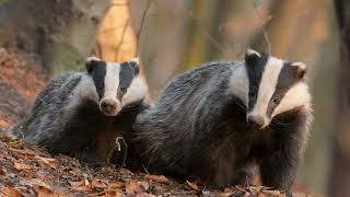 Wild Earth Diggers: Unveiling the Secretive Lives of Badgers and Their Burrow Adventures