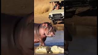 Part 2 A Mothers Love Arrives In Time 악어에게 잡아먹히기 직전, 엄마가 나타났다ワニに食べられる直前母が現れた