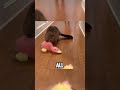Beaver 🦫🦫🦫🥰🥰 #animals #animalove #cuteanimals #cute