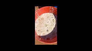 How To Make Fermented Pig Feed, Reduce the cost of Pig Feed