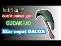 Pancingan cucak ijo biar cepat gacor