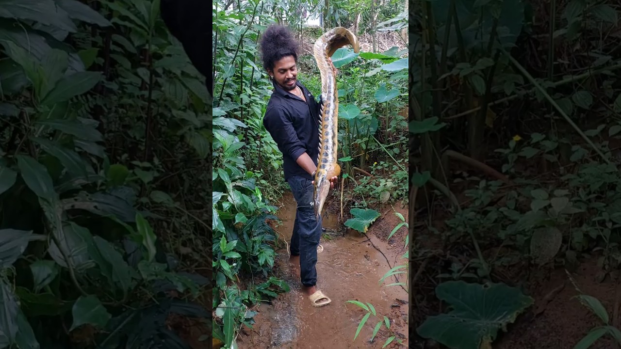 The monster in water 🙄 the big size fish like a snake 🐍🐍🐍