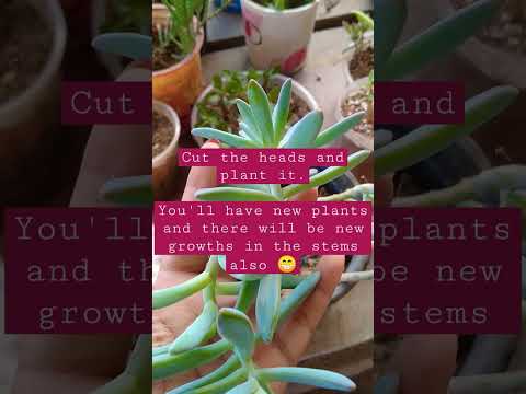 What to do with leggy Succulents??