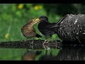 Merlo imbecca il pulcino - Blackbird chicks
