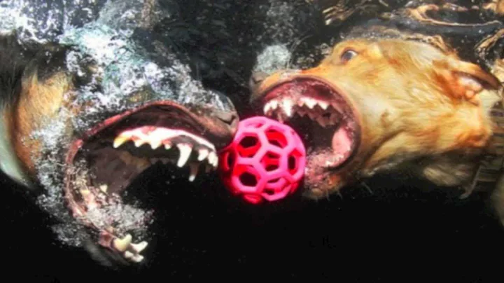 Amazing Underwater Dogs - Photographer Seth Casteel