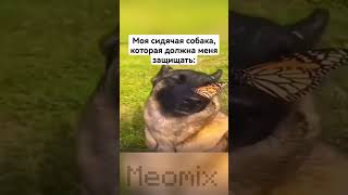relax dog | #mine #бедрок #games #minecraft #minecraftmemes #приколы #meme #minecraftmeme #пе