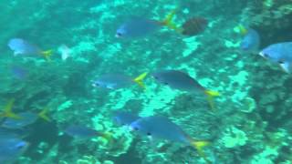 1030430 07帛琉~玫瑰珊瑚 律言安恩餵魚