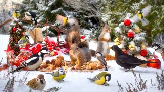 Festive Fun with Forest Friends🎄 10 hours Cat \& Dog TV 😽🐶  4K HDR