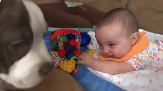 Funny dog and Babies and Puppies Playing Together