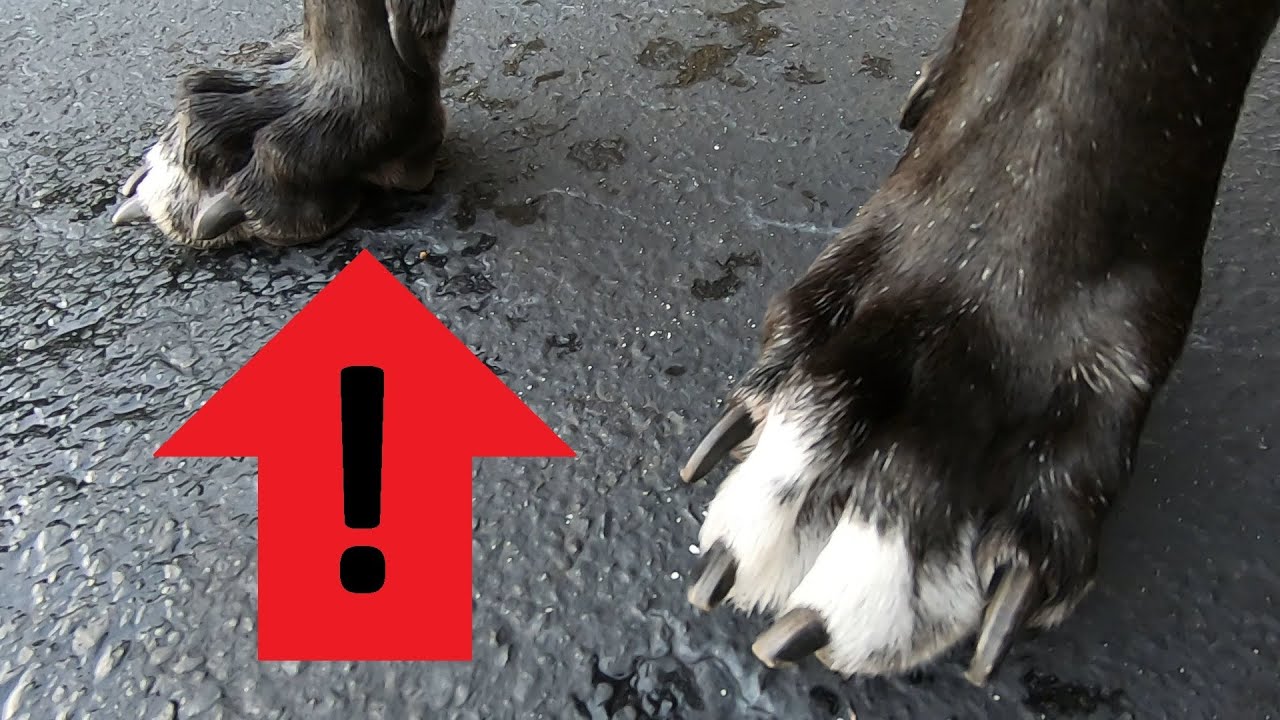 Great Dane Paws and Summer Heat Danger