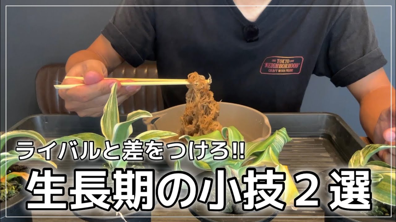 【万年青の育て方】この一手間が明暗を分ける！？