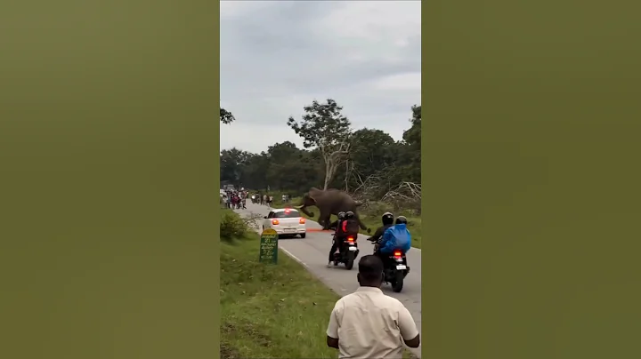 Elephant Attack #shorts #youtubeshorts #short #wildlife #elephant