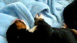 Eli's pups July 18 2011 by liona43 322 views 12 years ago 1 minute, 18 seconds