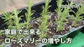 切り戻し ローズマリーの強剪定 木質化した株をリセットして しっかり大きくするための剪定方法を紹介します Youtube