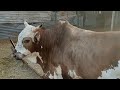 new video village vlog#shorts#short#YouTube(2)
