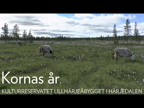 Video: Bör löpe kylas?