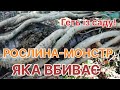 НІКОЛИ НЕ Садіть у Своєму Саду Рослини агресори Плющ звичайний плющ рослини агресори 