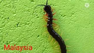 23..04..2022..পোঁকা মাকড় দিয়ে বিখ্যাত মালয়েশিয়া দেশ।যেই দেশে হাতী থেকে শুরু করে সব কিছুই আছে। screenshot 2