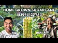 Harvesting Homegrown Sugarcane! 🌱 How to Grow &amp; Enjoy It with Mama Judy