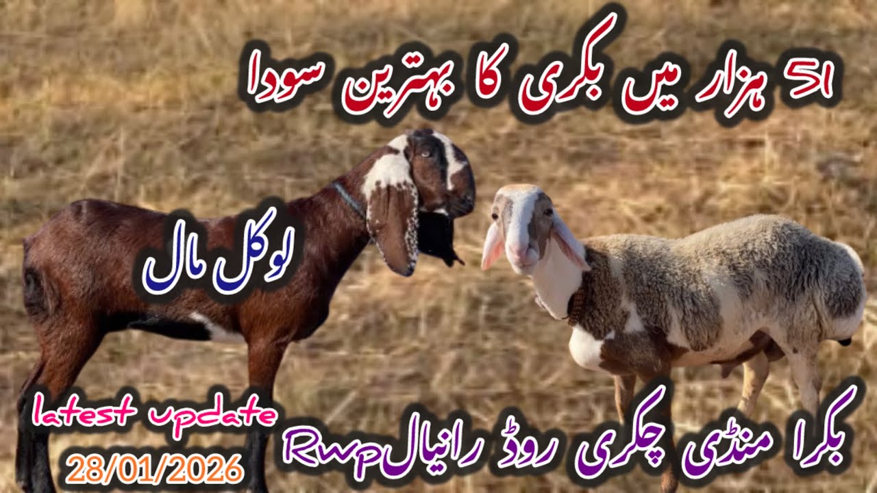 Today Bakra Mandi Chakri Road Ranyal لوکل مال latest update 28 January 2026