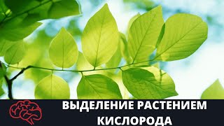 Лист  Выделение растением кислорода Опыт