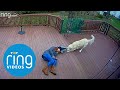 Episode 1 top rings dog takedowns bird chase donut squirrel  trick shots