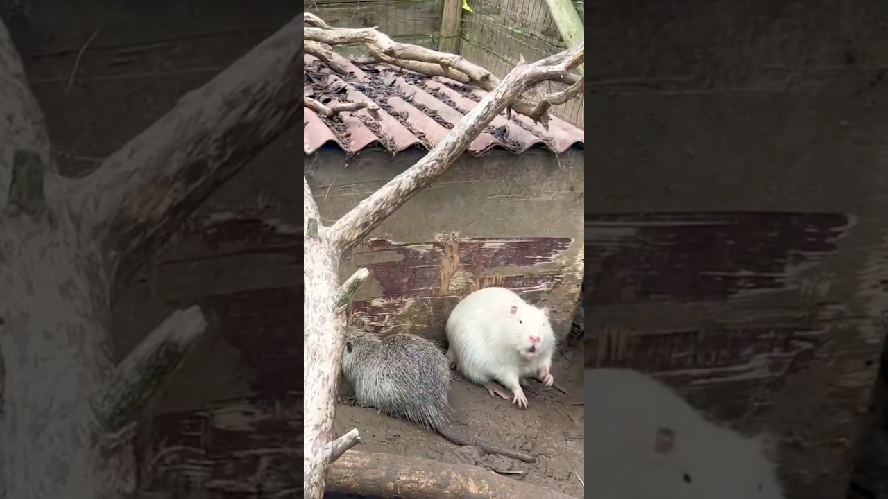 Nutrias in zoo. Looks like a giant rats 🤣