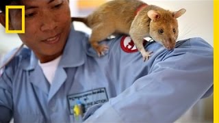 These Huge Rats Can Sniff Out Land Mines | National Geographic