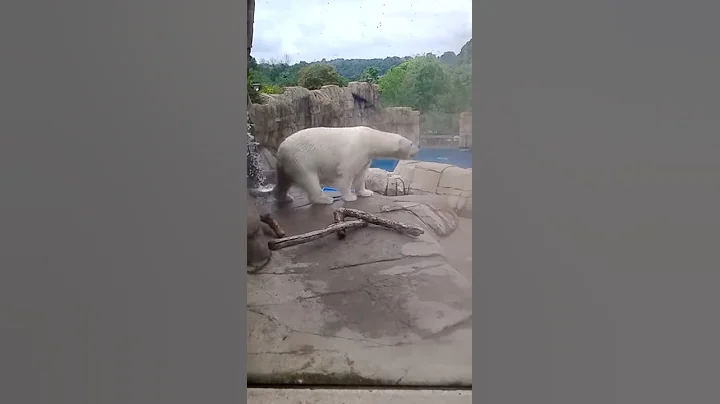 Polar bear moon walk.