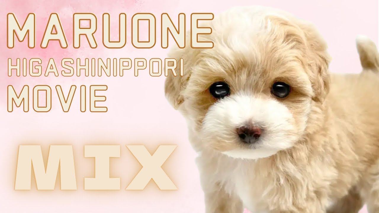 MIX】ふわふわ可愛いマルプーの女の子がやってきた♡ - YouTube