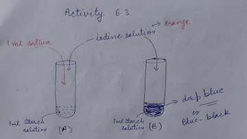 Activity 6.3, Life processes, chapter 6, 10th class (part 13)